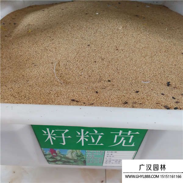 籽粒苋种子