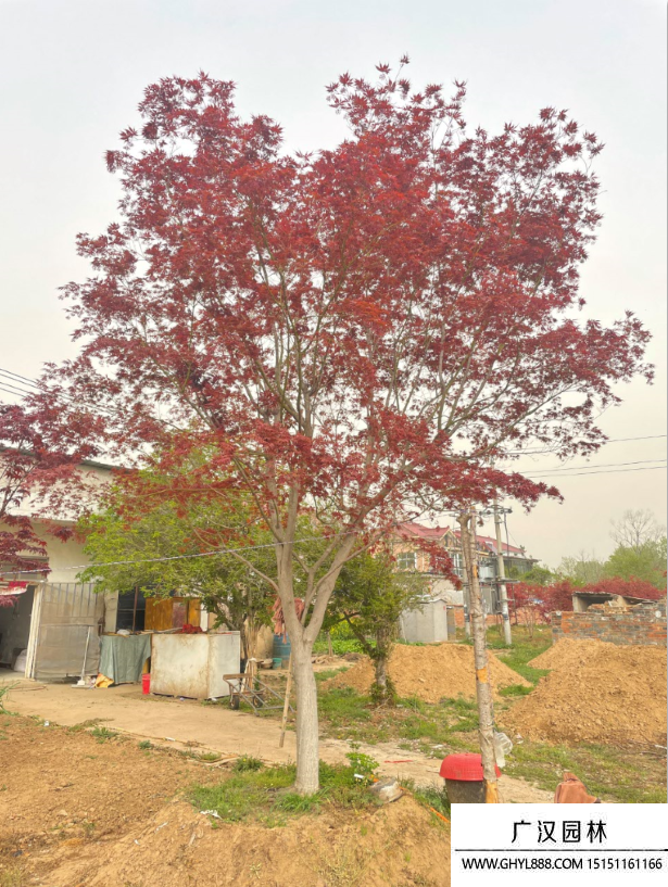 红枫地景树