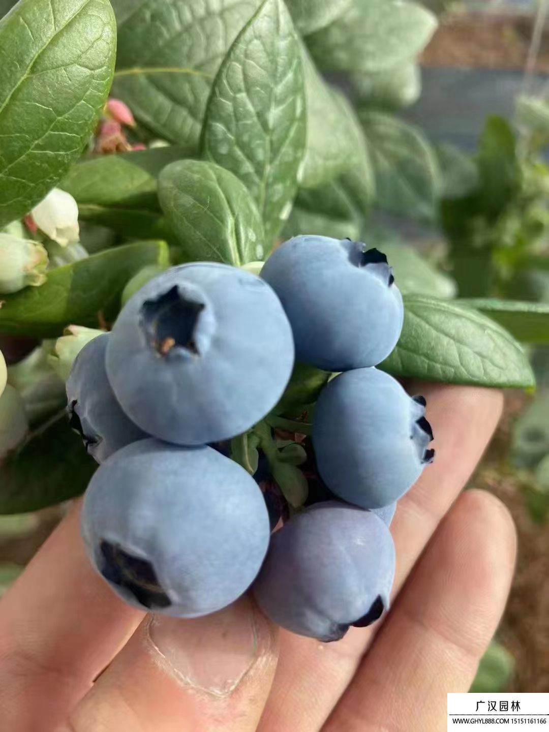 蓝莓小苗