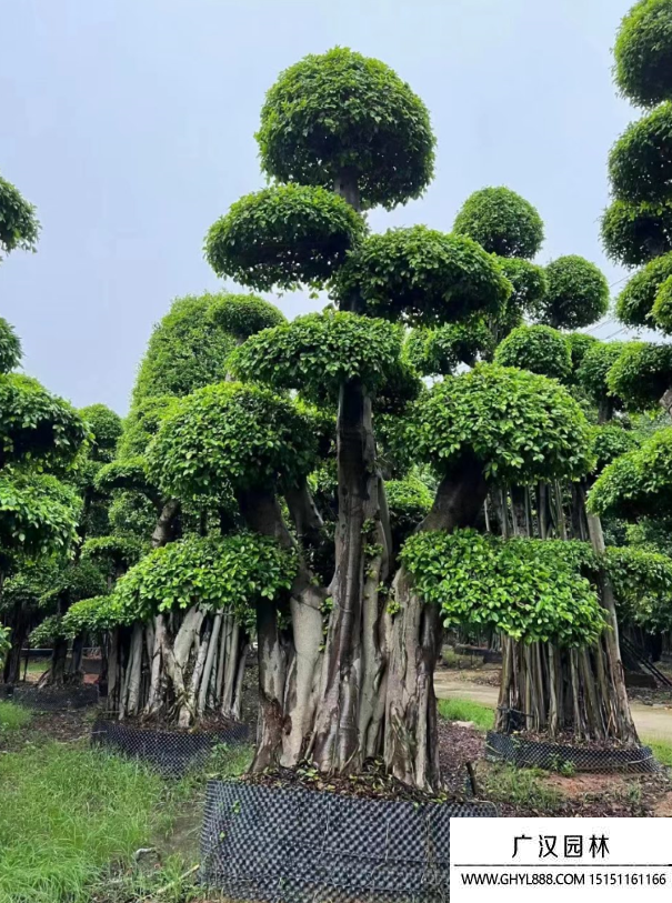 榕树