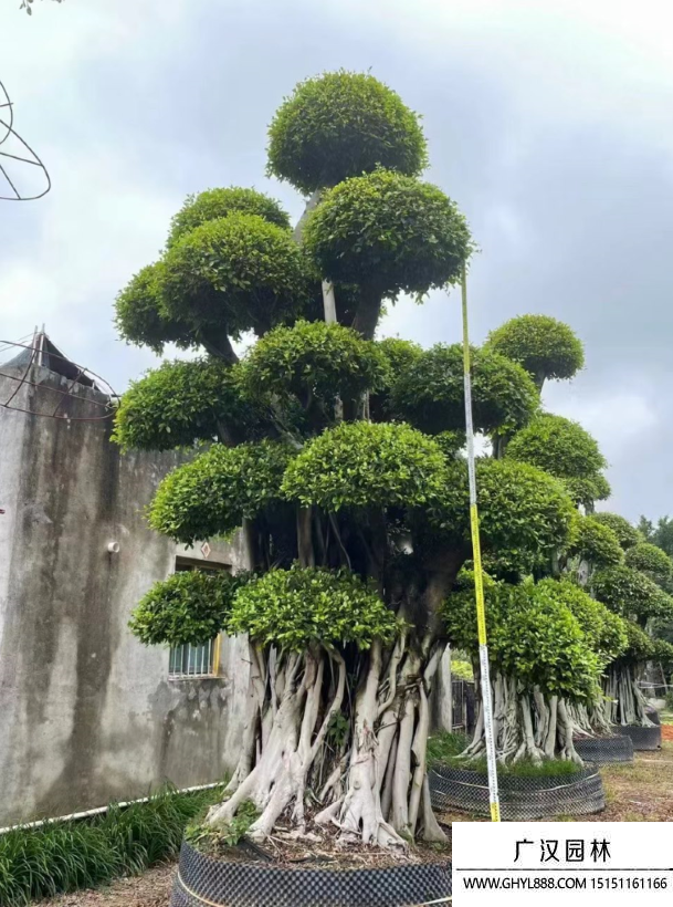 榕树