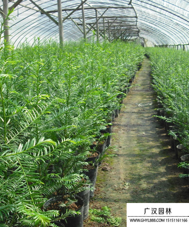 曼地亚红豆杉种苗