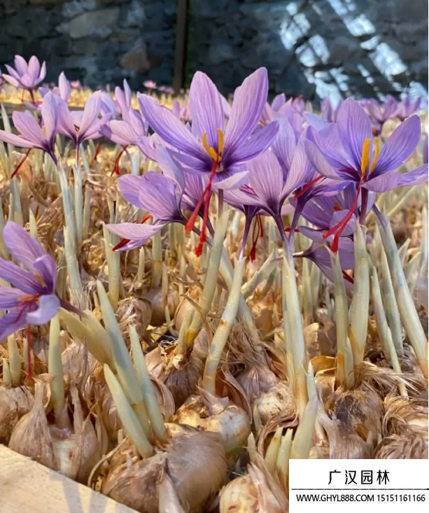 藏红花
