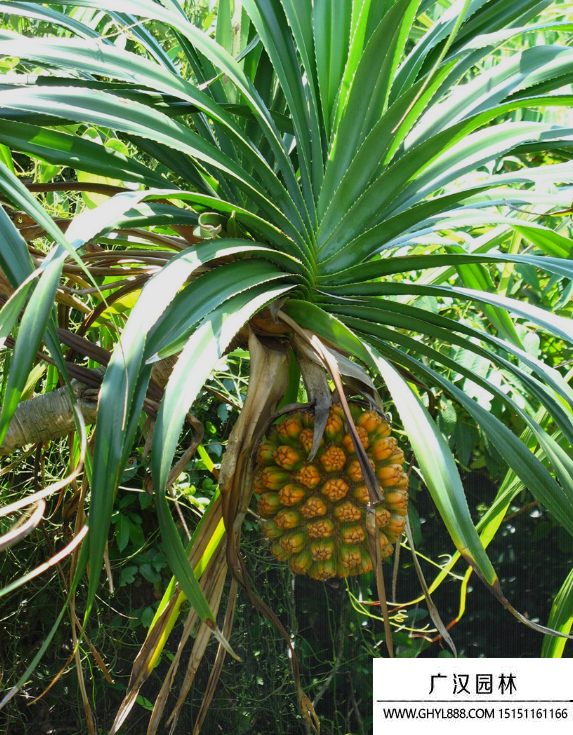 露兜树