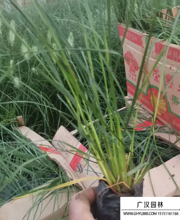 狗尾草