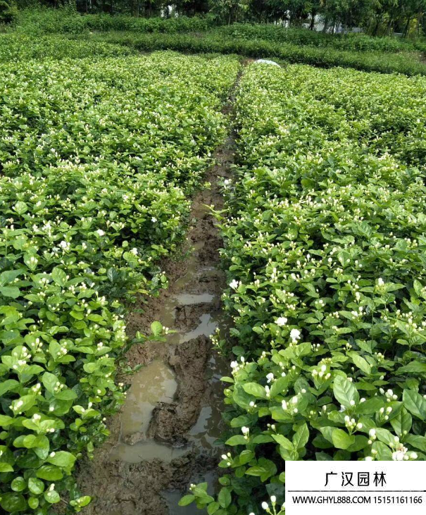 茉莉