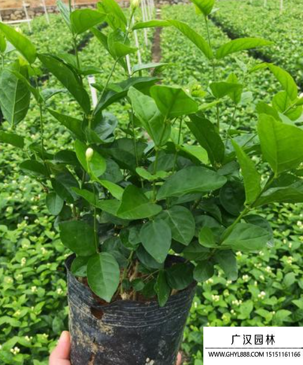 茉莉