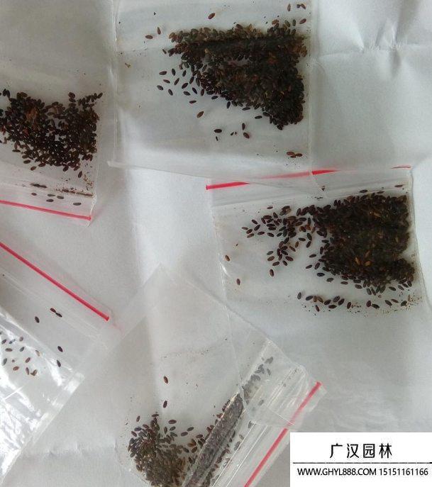 多肉种子