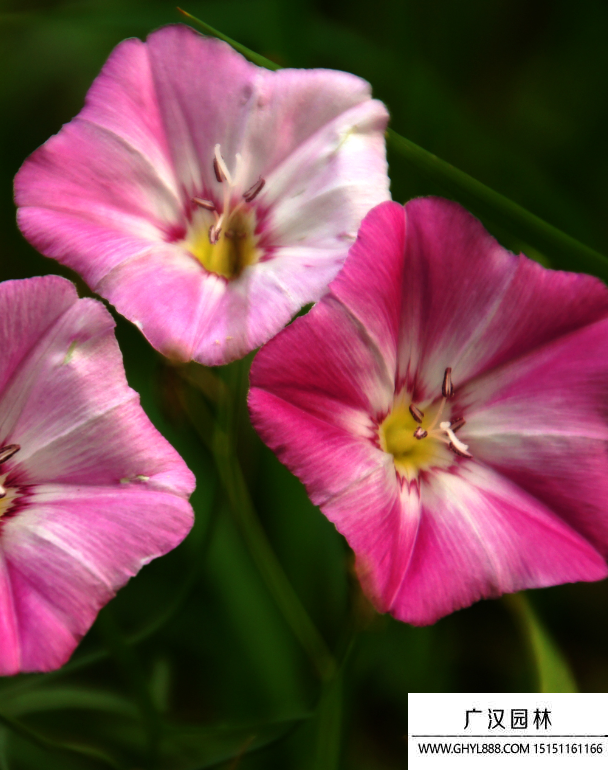 田旋花