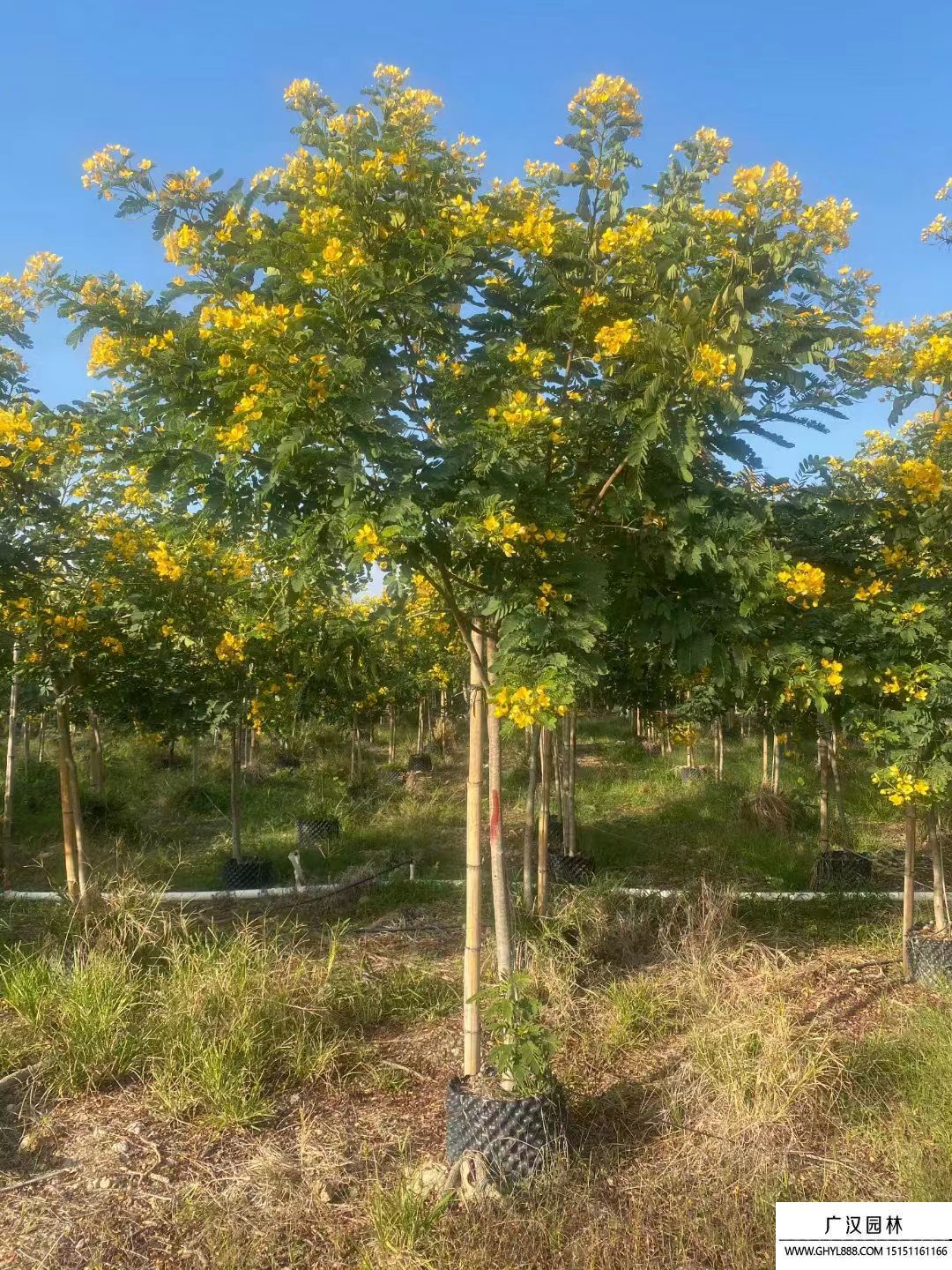 黄花槐