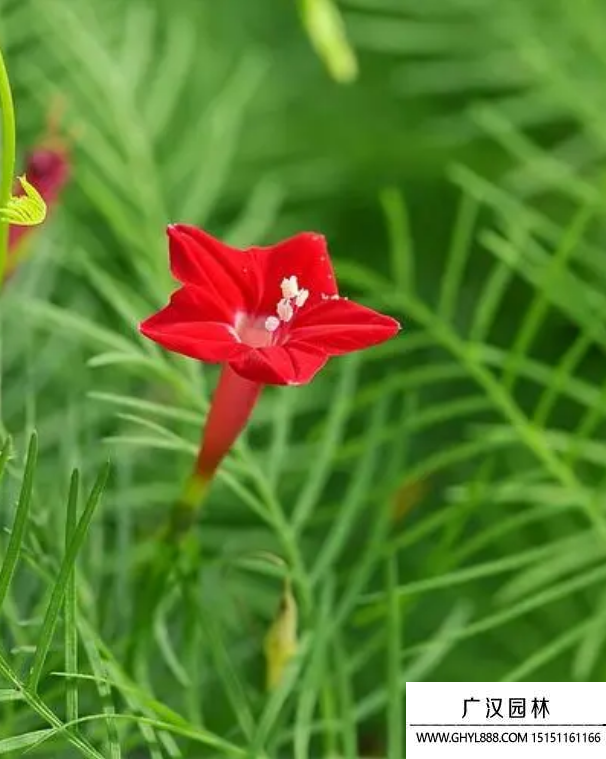 茑萝花