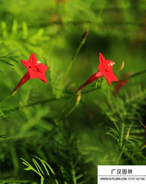 茑萝花