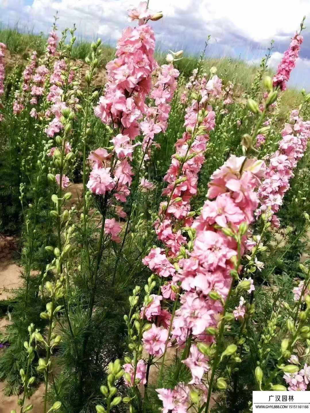 大花飞燕草