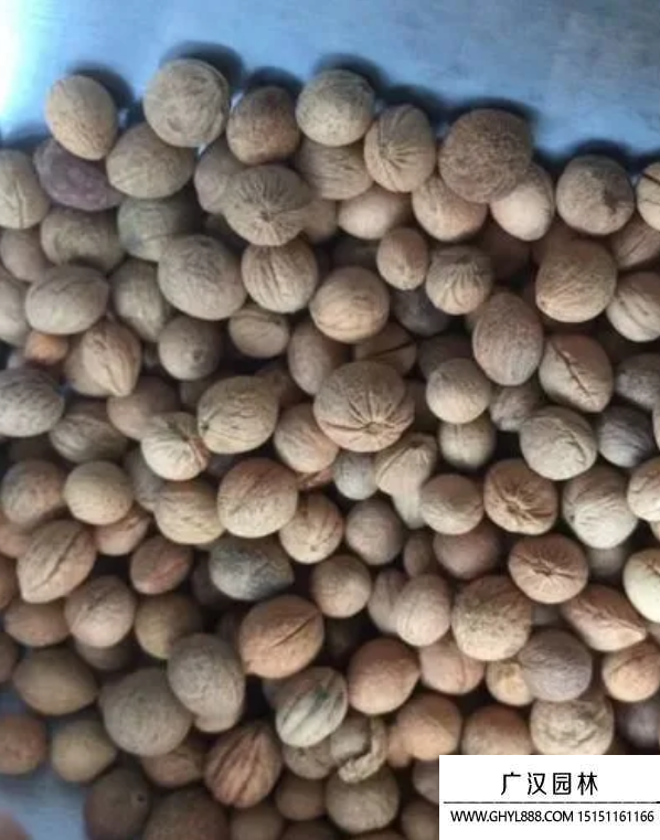 榆树梅种子