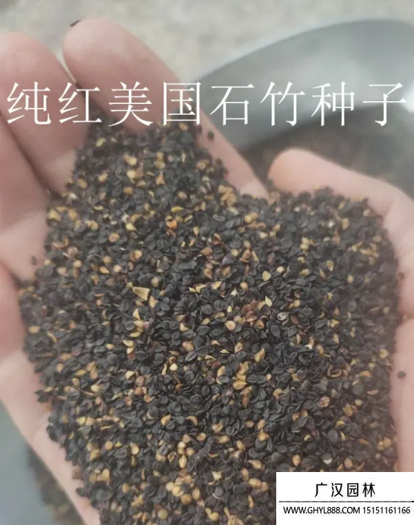 美国石竹种子