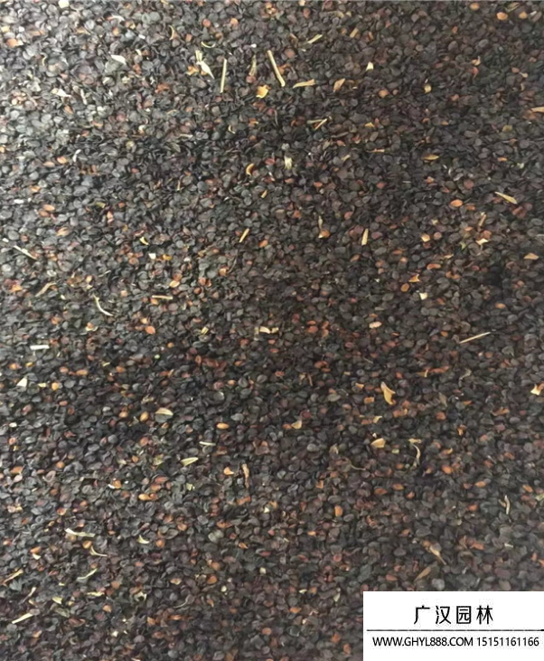 美国石竹种子