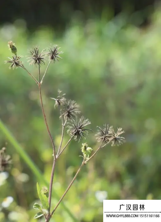 鬼针草