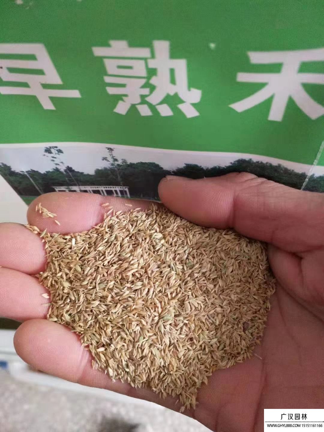 早熟禾