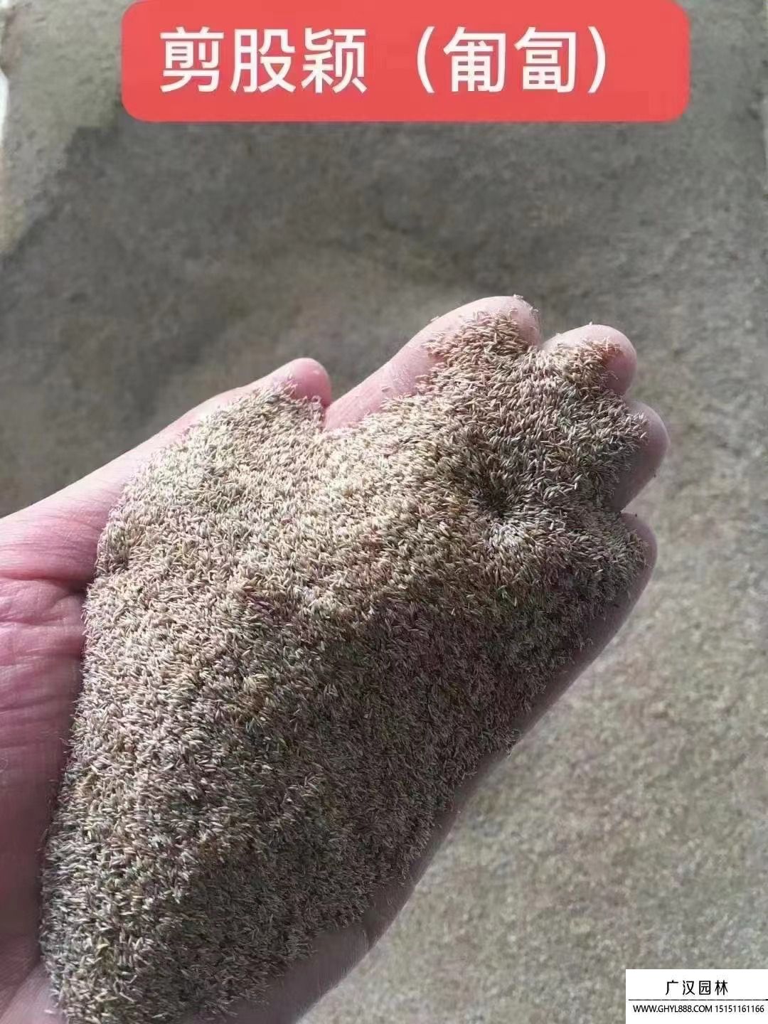 剪股颖