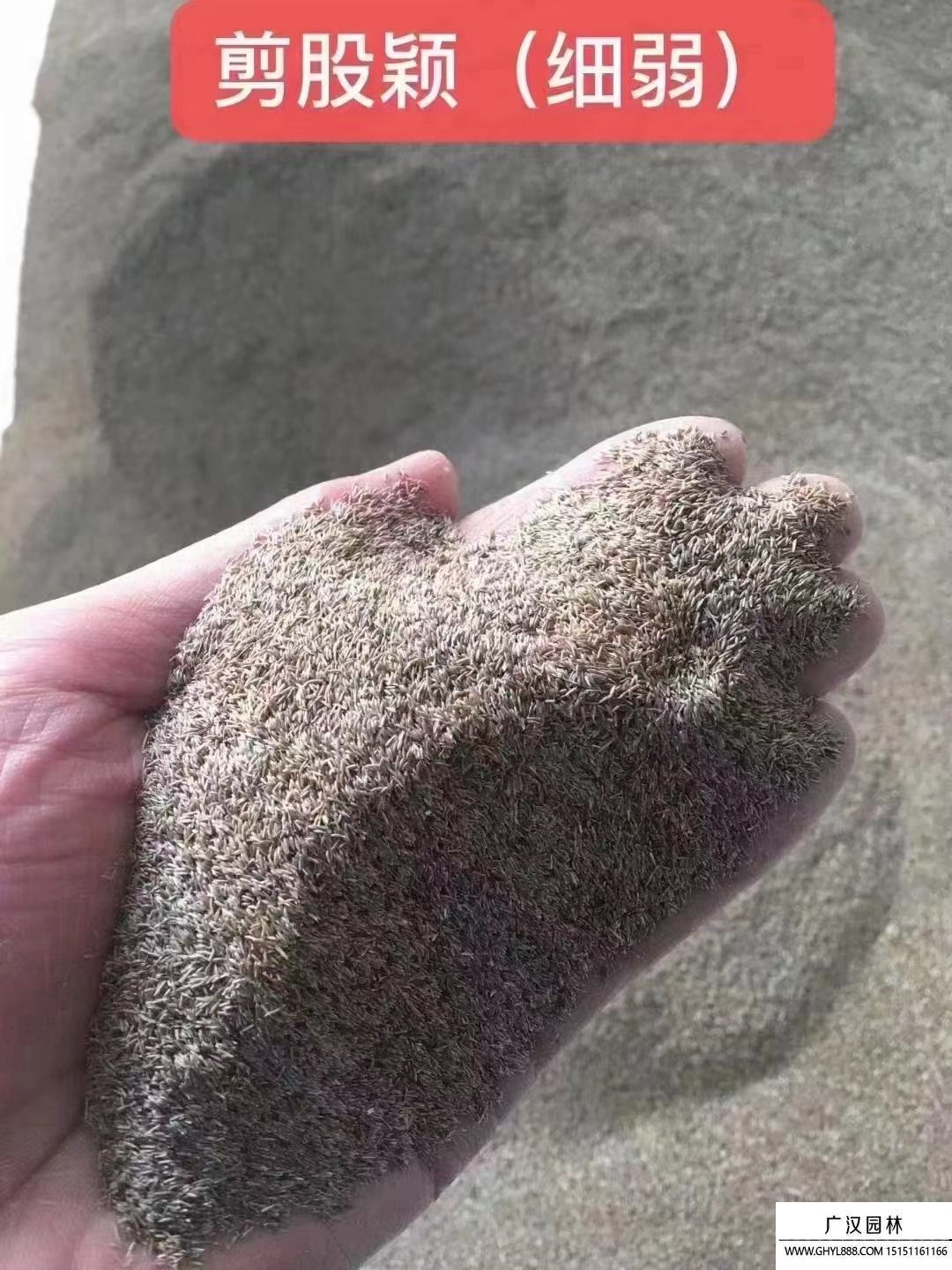剪股颖种子（细弱)