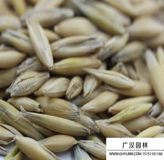 燕麦