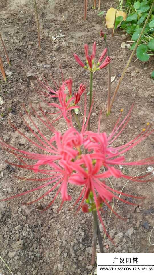 彼岸花
