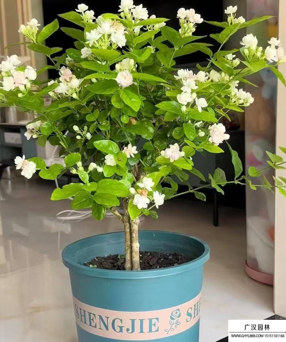 茉莉花