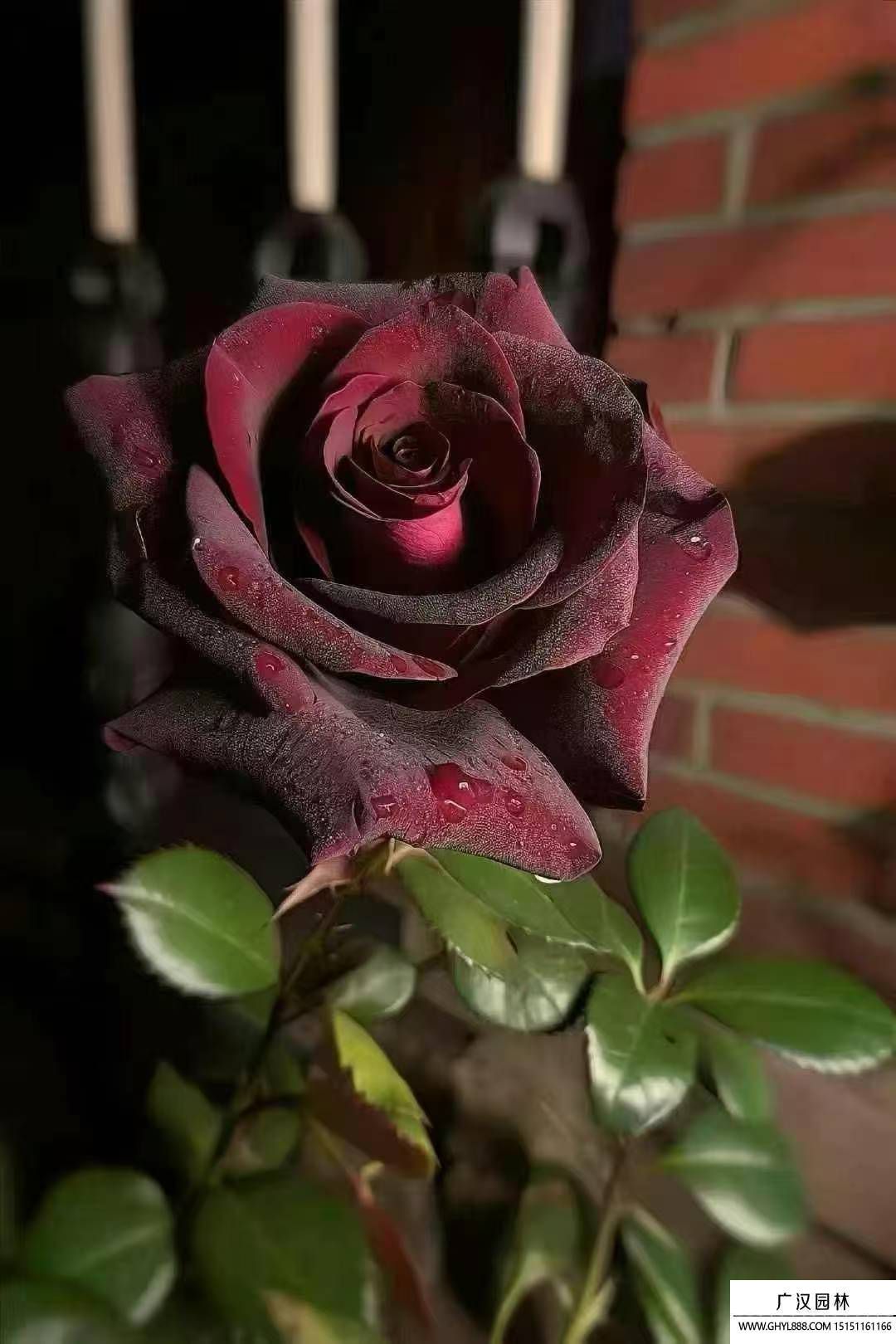 玫瑰花