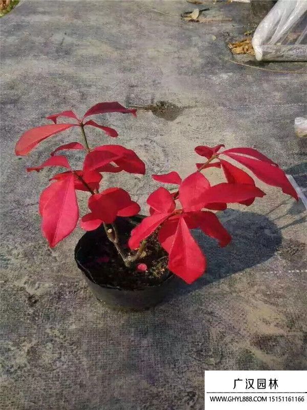 火焰卫矛球
