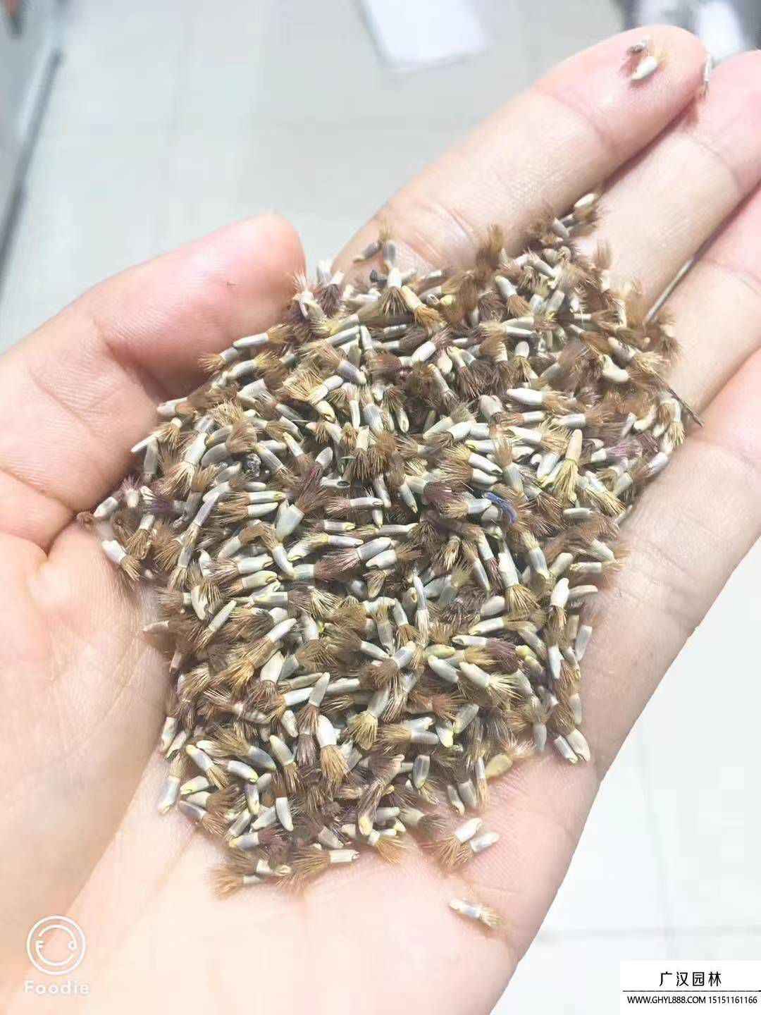 矢车菊