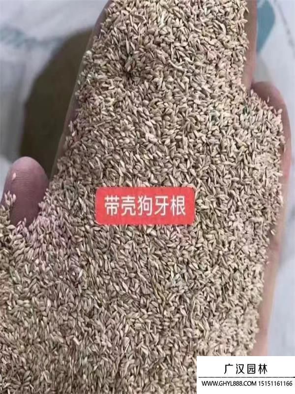 狗牙根