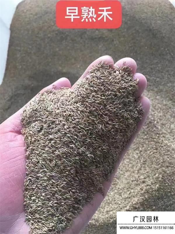 早熟禾种子