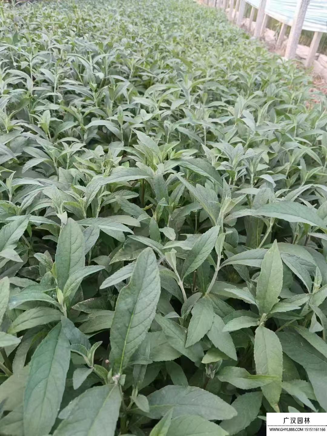醉鱼草