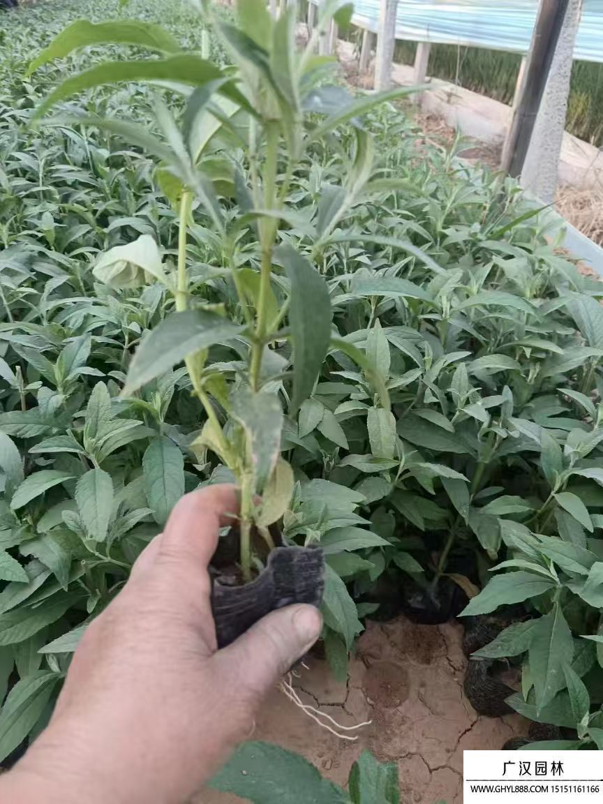 醉鱼草