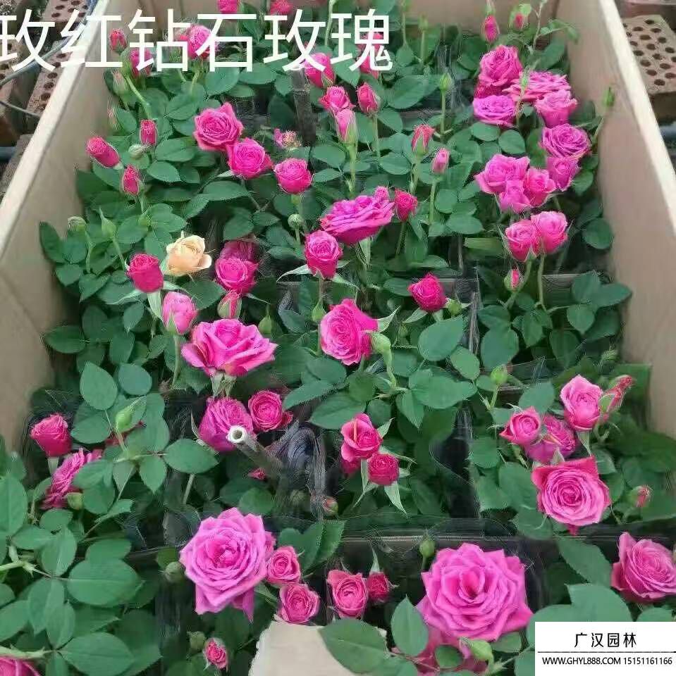 玫瑰花苗