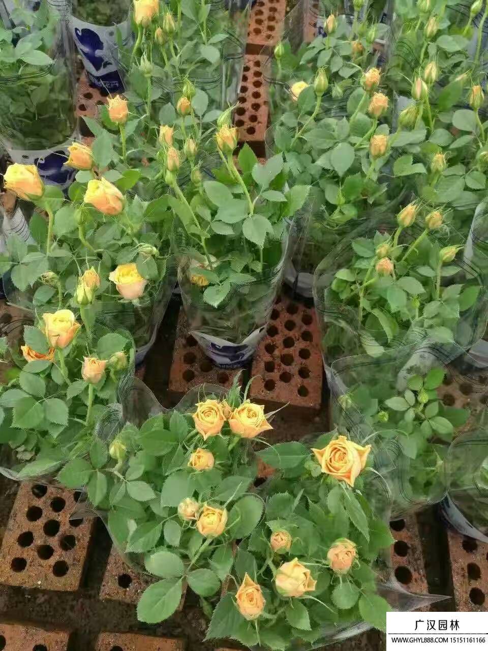 玫瑰
