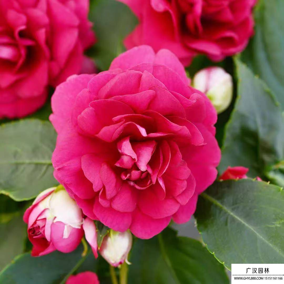 茶花凤仙