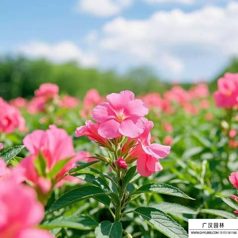 凤仙花