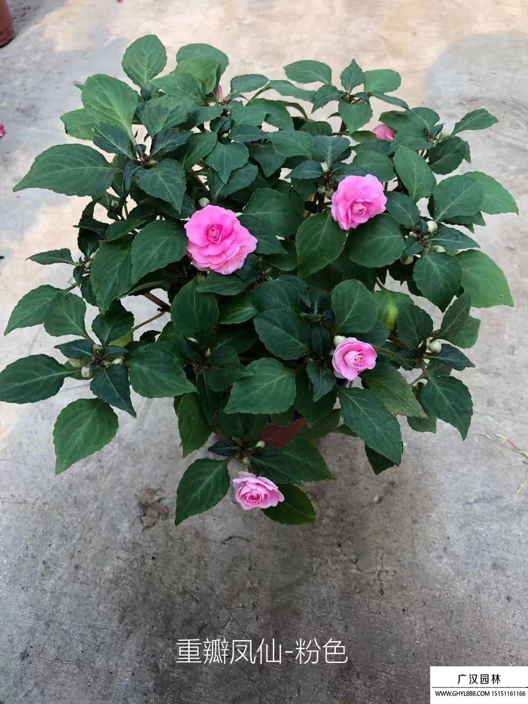 茶花凤仙