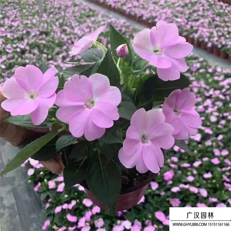 凤仙花