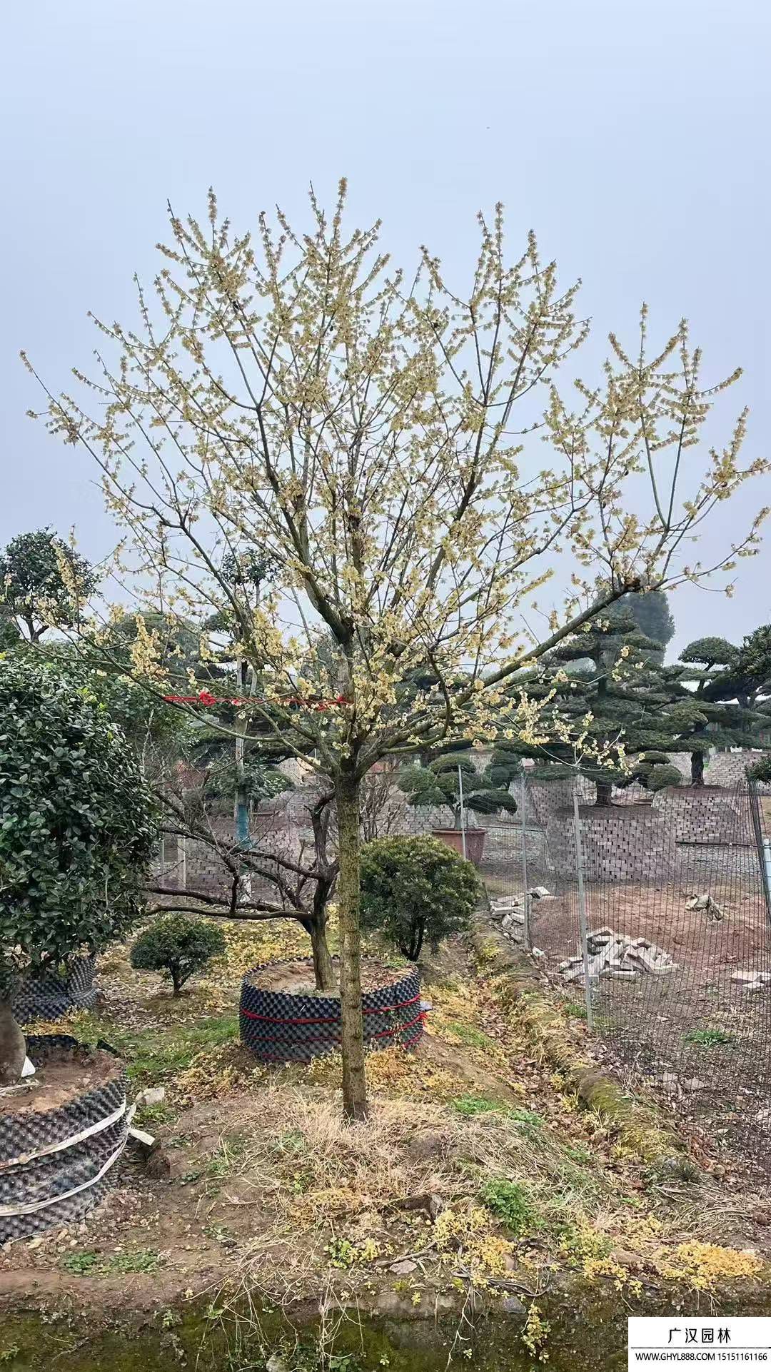 腊梅