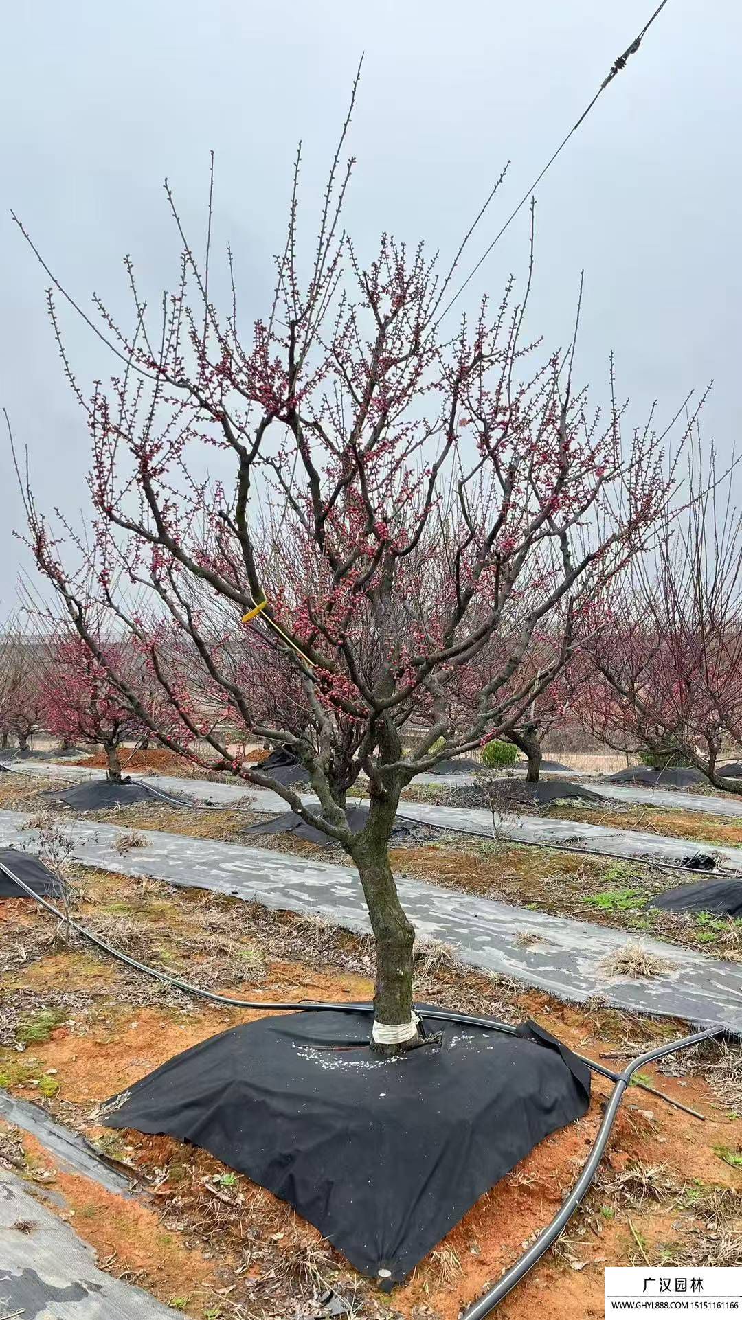 梅花