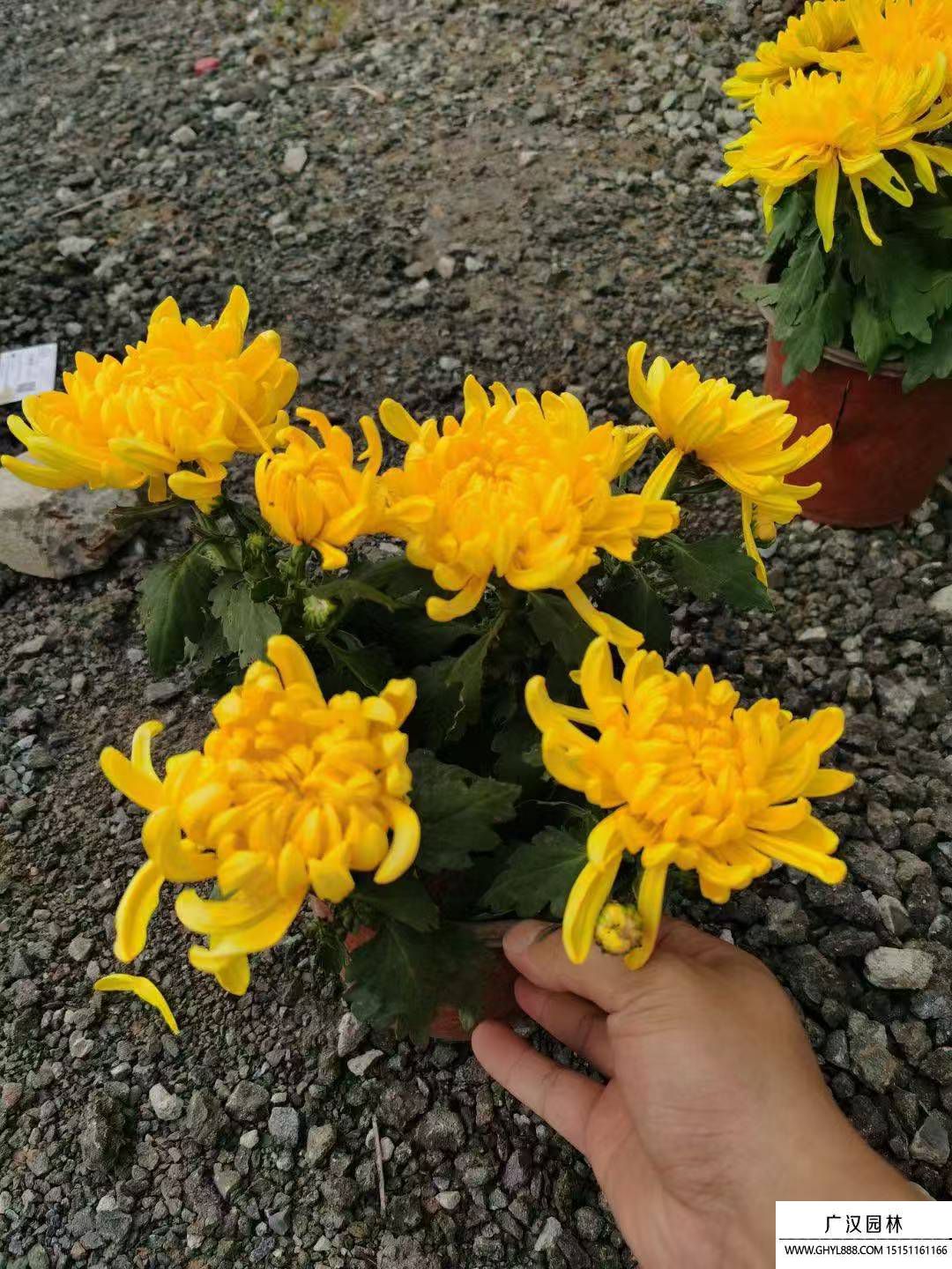 菊花
