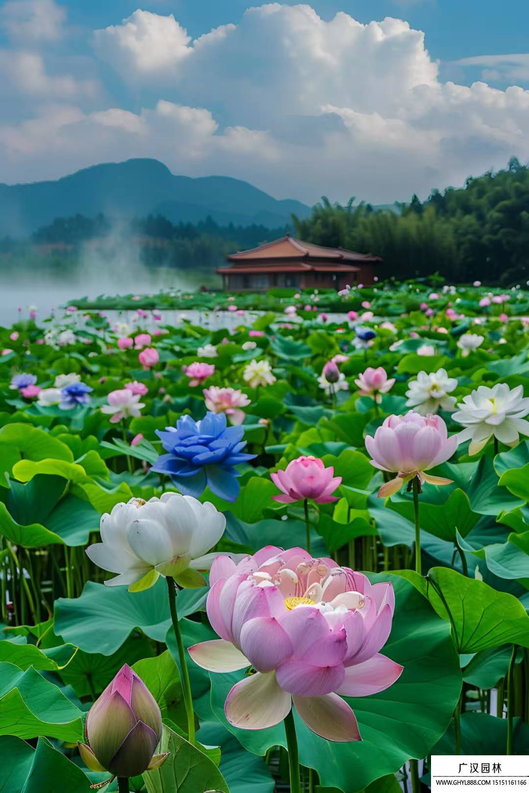 荷花