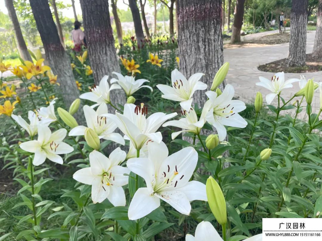 白百合花.jpg
