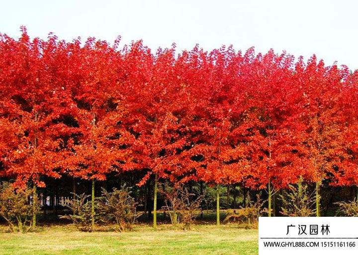 红枫.jpg