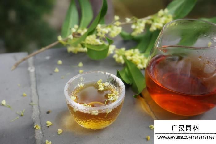 桂花红茶.jpg