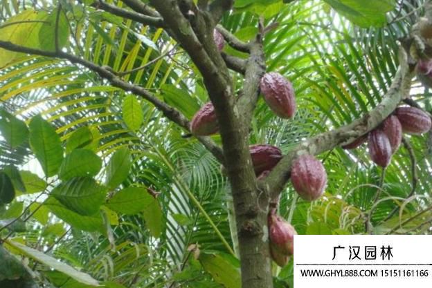 可可树.jpg