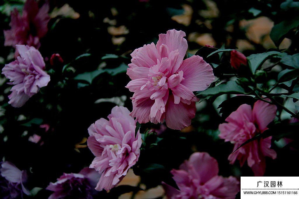 木槿花.jpg