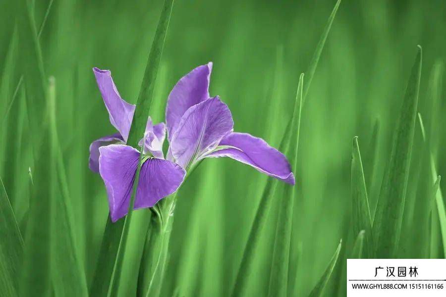 菖蒲花.jpg